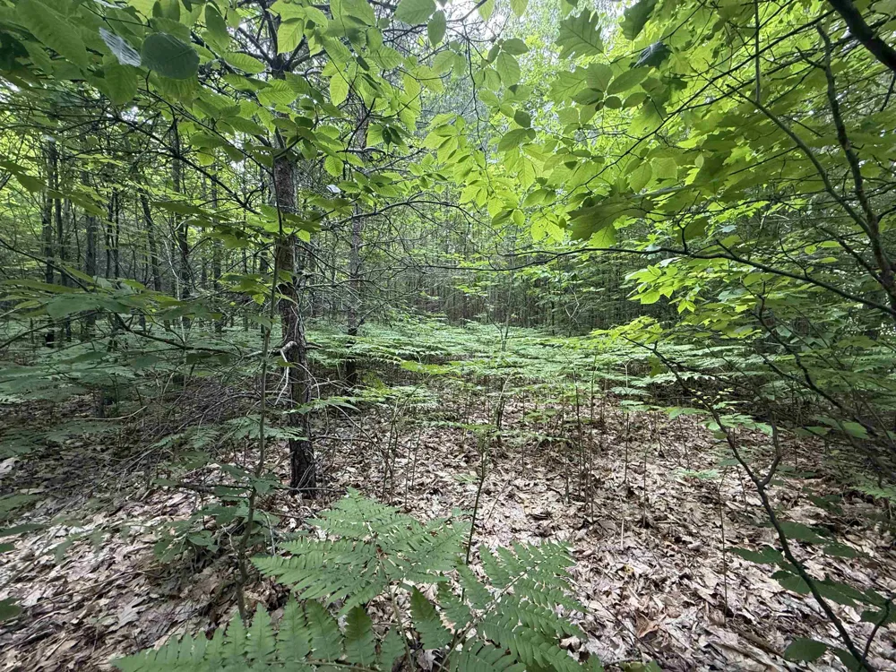 Lamerson Lane Inland Township, MI 49643