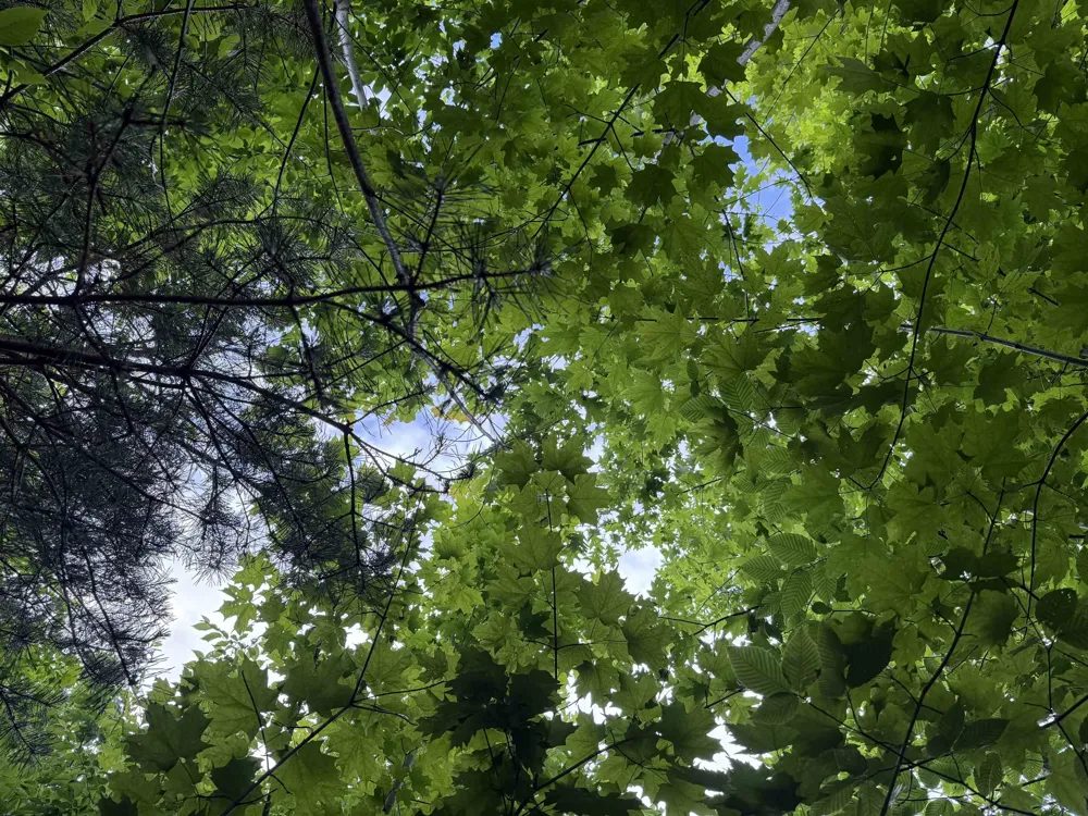 Lamerson Lane Inland Township, MI 49643