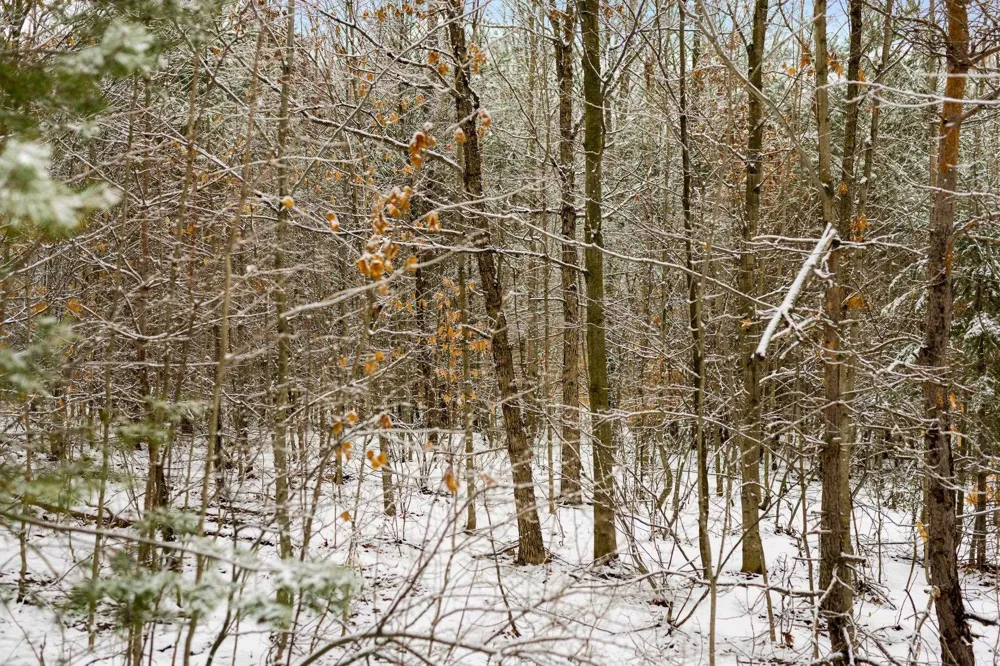 Lamerson Lane Inland Township, MI 49643