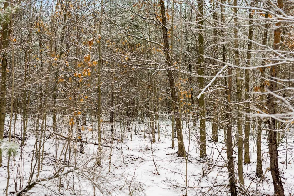Lamerson Lane Inland Township, MI 49643