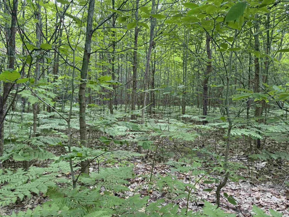 Lamerson Lane Inland Township, MI 49643
