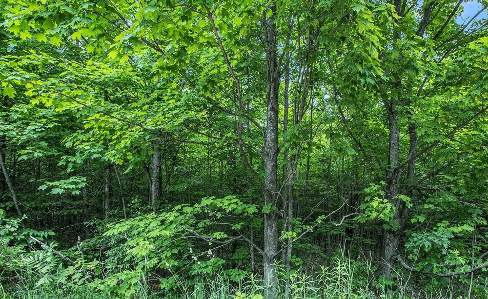 Lamerson Lane Inland Township, MI 49643