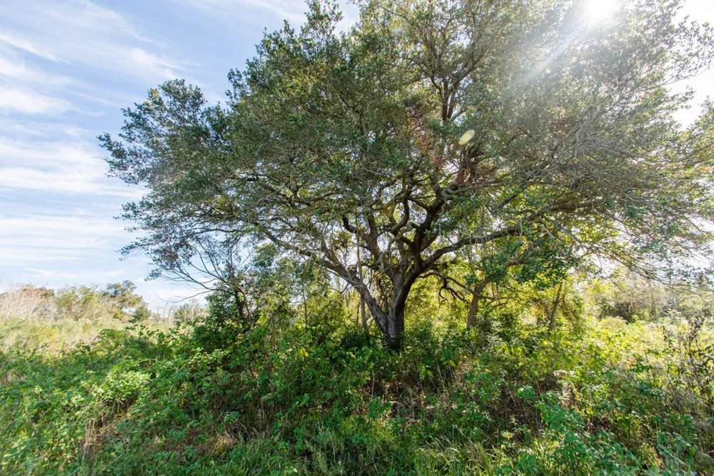 Highway 36      75 Acres Jones Creek, TX 77541