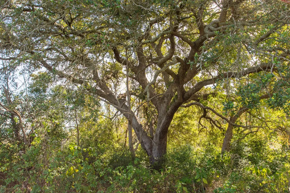 Highway 36      75 Acres Jones Creek, TX 77541