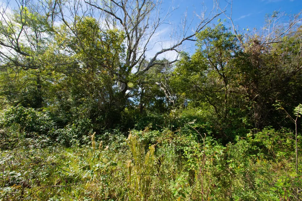 Highway 36      75 Acres Jones Creek, TX 77541