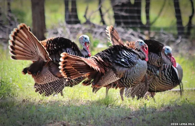TBD Cross Rd Seguin, TX 78155