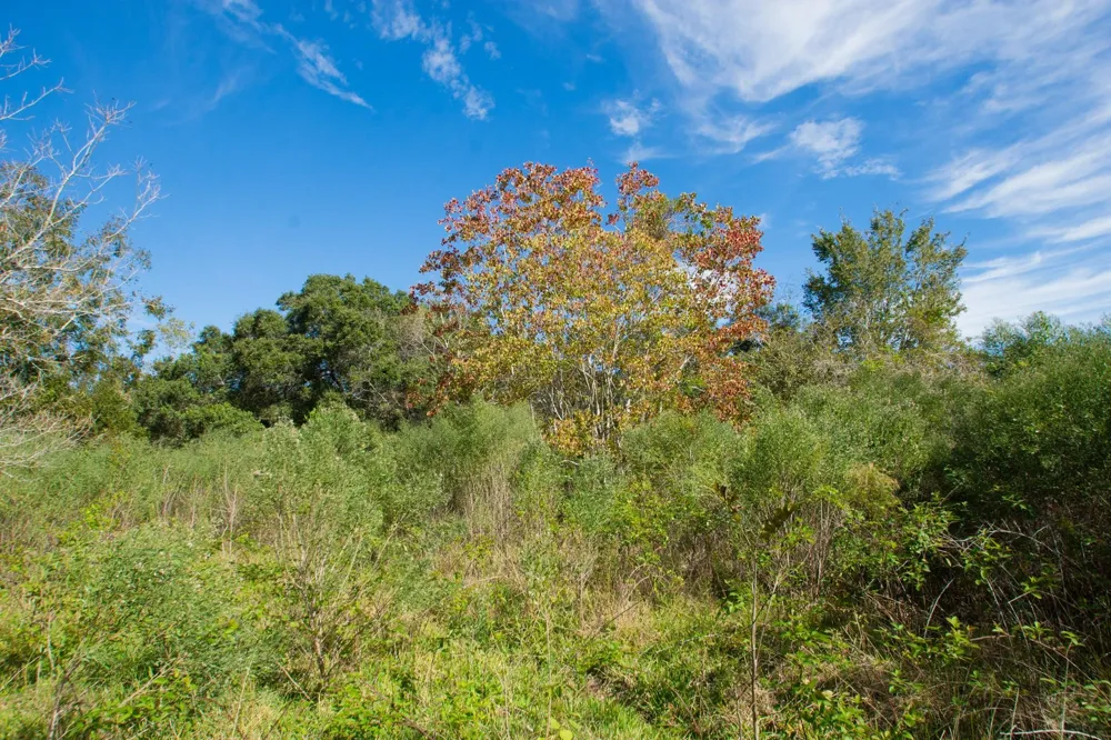Highway 36 Jones Creek, TX 77541