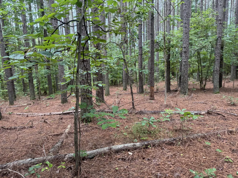 0 Johnson Hollow Rd Stewart, TN 37175