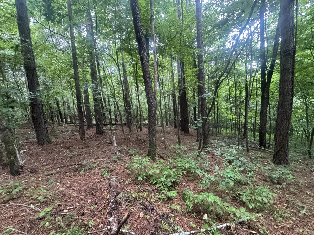 0 Johnson Hollow Rd Stewart, TN 37175