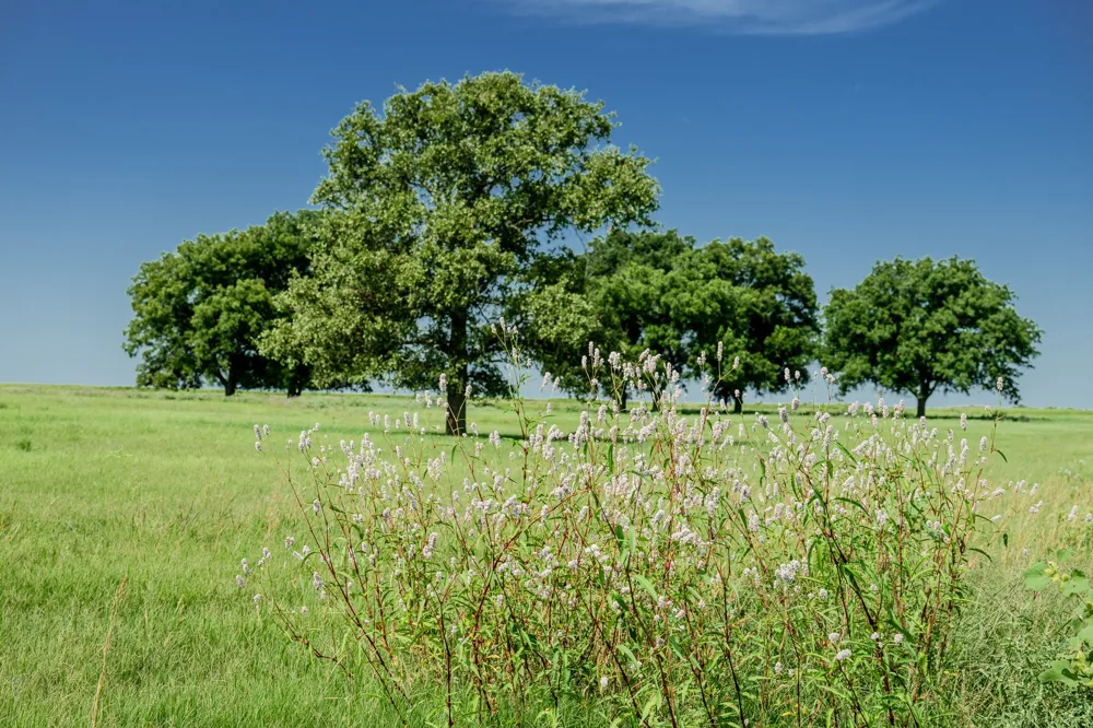 1 W Pleasant Valley Road Henrietta, TX 76230