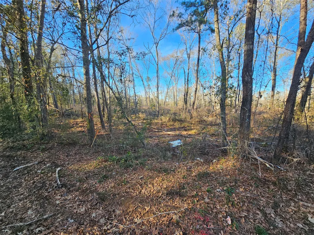 4 Sherwood Drive Shepherd, TX 77371