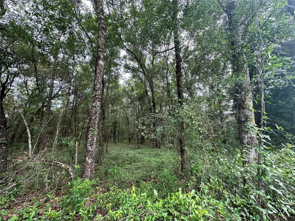 TBD NE 65TH LANE Bronson, FL 32621