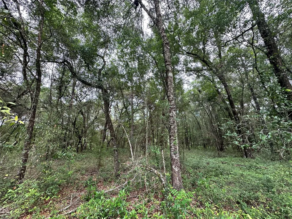 TBD NE 65TH LANE Bronson, FL 32621