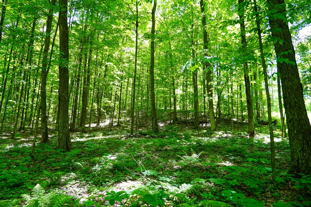 1244 Mayhew Road Rose Township, MI 48654