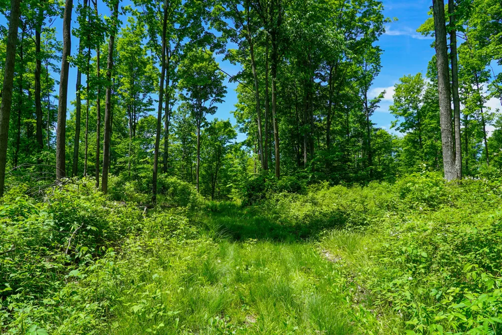 1244 Mayhew Road Rose Township, MI 48654