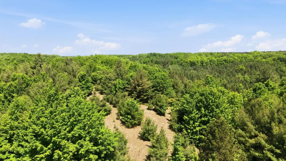 3982 SE Mitchell Road Orange Township, MI 49646