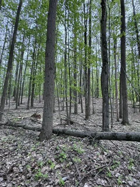 7672 E 48th Street Pinora Township, MI 49623