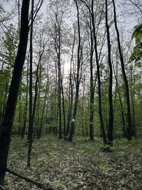 7672 E 48th Street Pinora Township, MI 49623