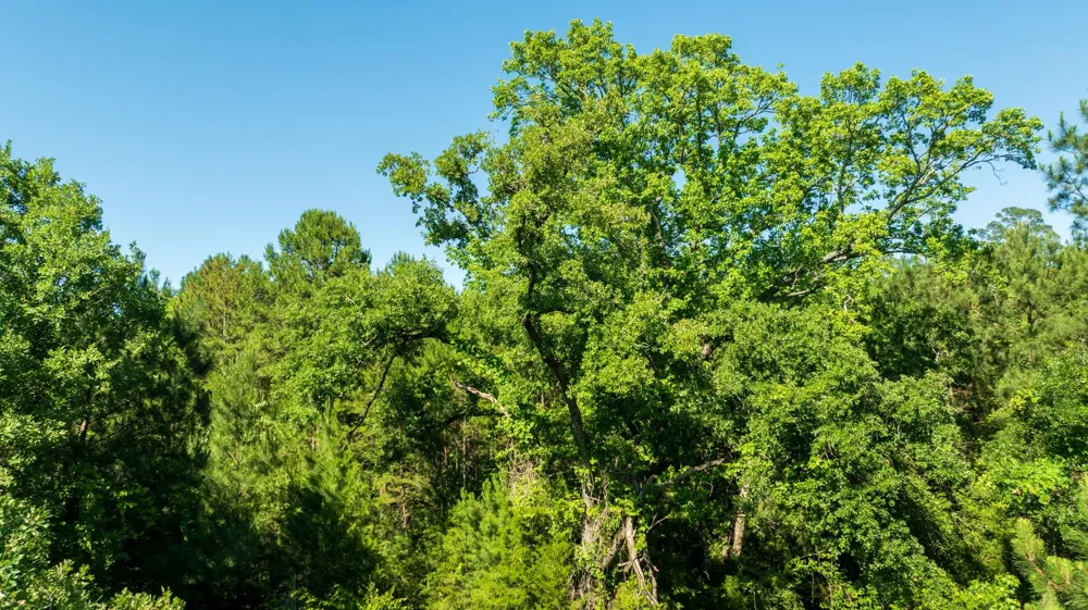 Fm 3016 Grapeland, TX 75844