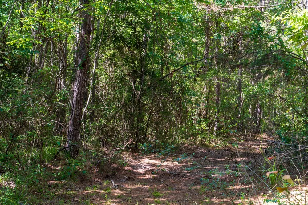 Fm 3016 Grapeland, TX 75844