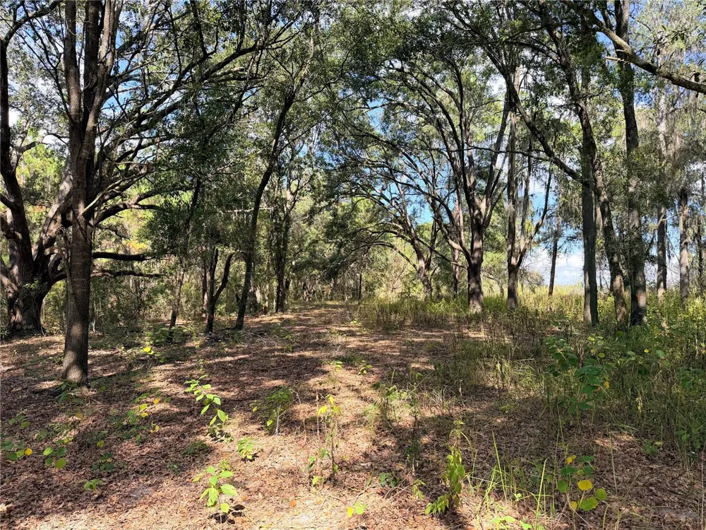 BONSMARA DRIVE Groveland, FL 34736