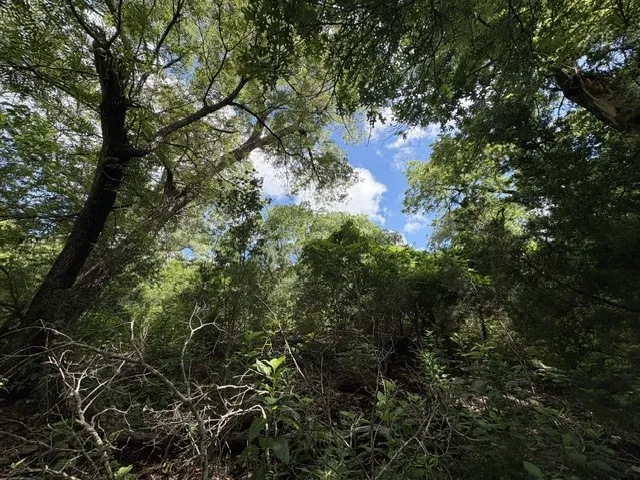 19615 Terra Mont Drive San Antonio, TX 78255