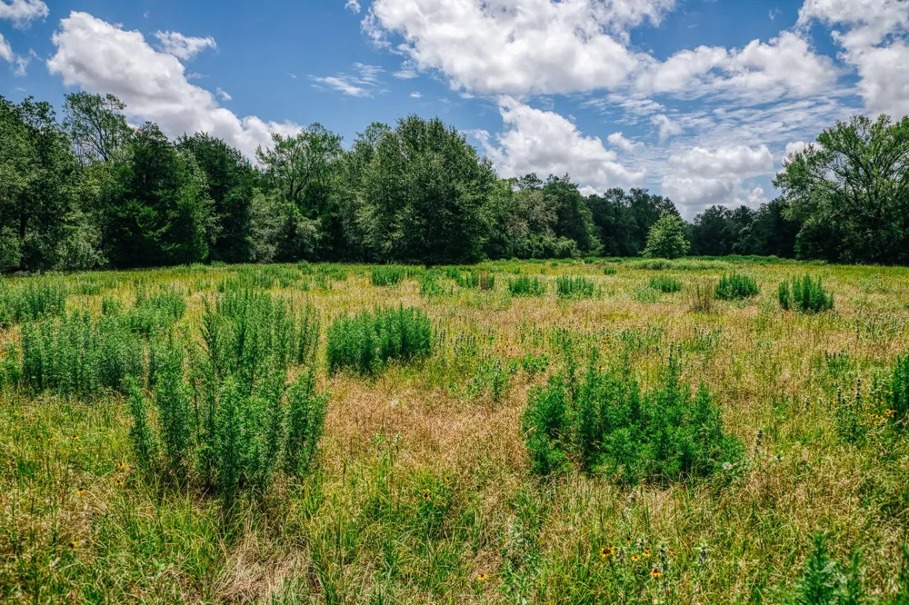 9713 County Road 316 Caldwell, TX 77836