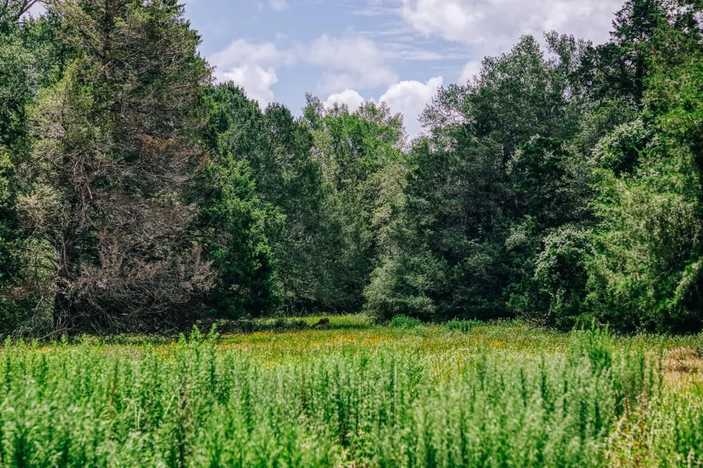 9713 County Road 316 Caldwell, TX 77836