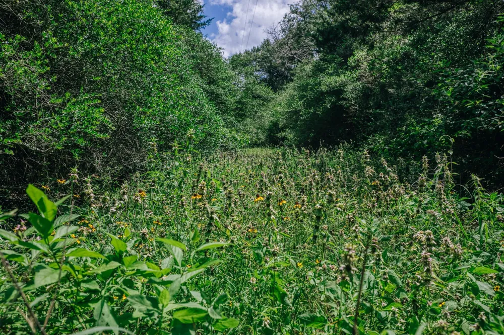 9713 County Road 316 Caldwell, TX 77836