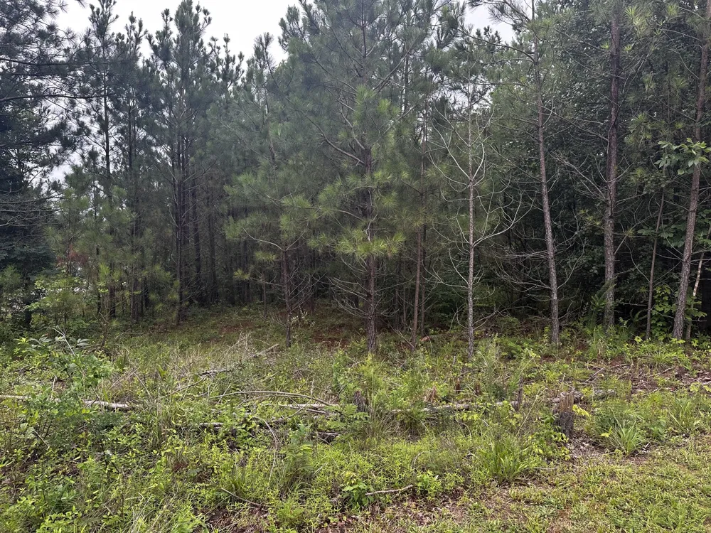 0 Hwy 120 Big Rock, TN 37023