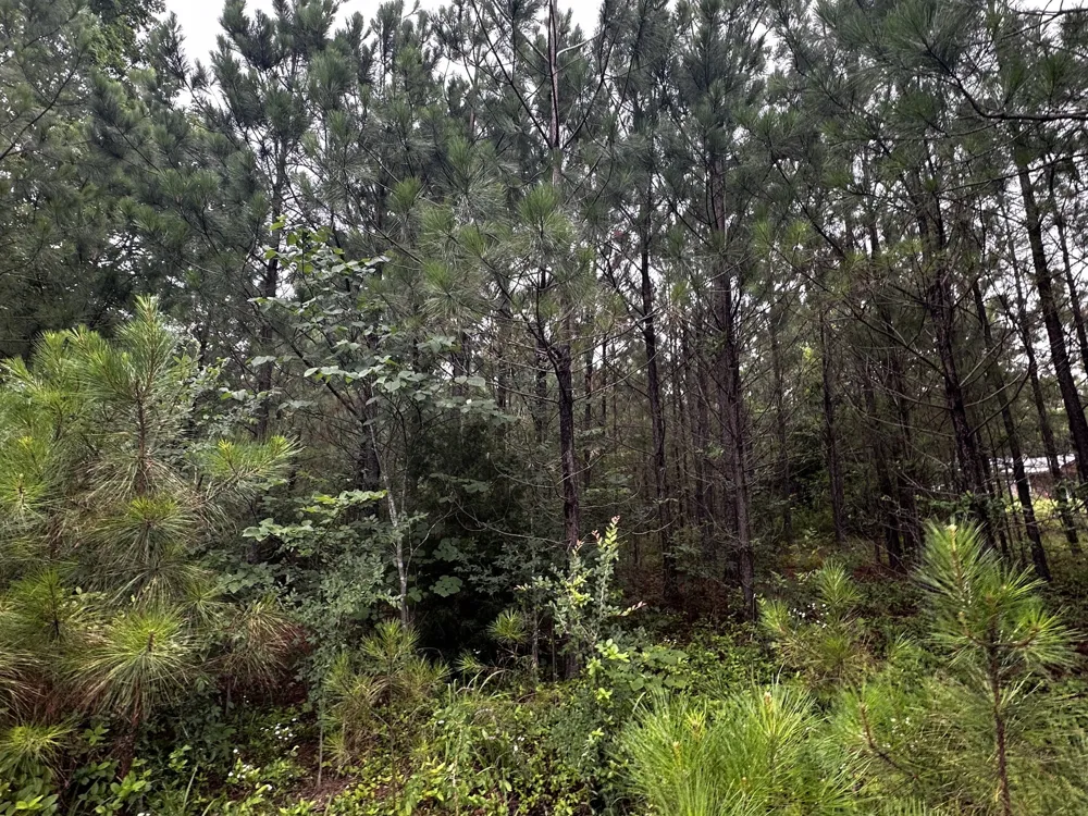 0 Hwy 120 Big Rock, TN 37023