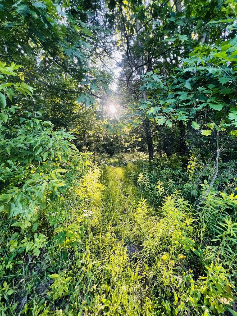 13845 70th Avenue Hartwick Township, MI 49631