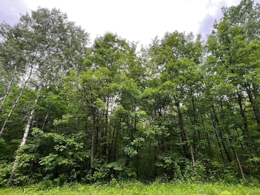 LOT 5 Wilderness Retreat Pine City, MN 55063