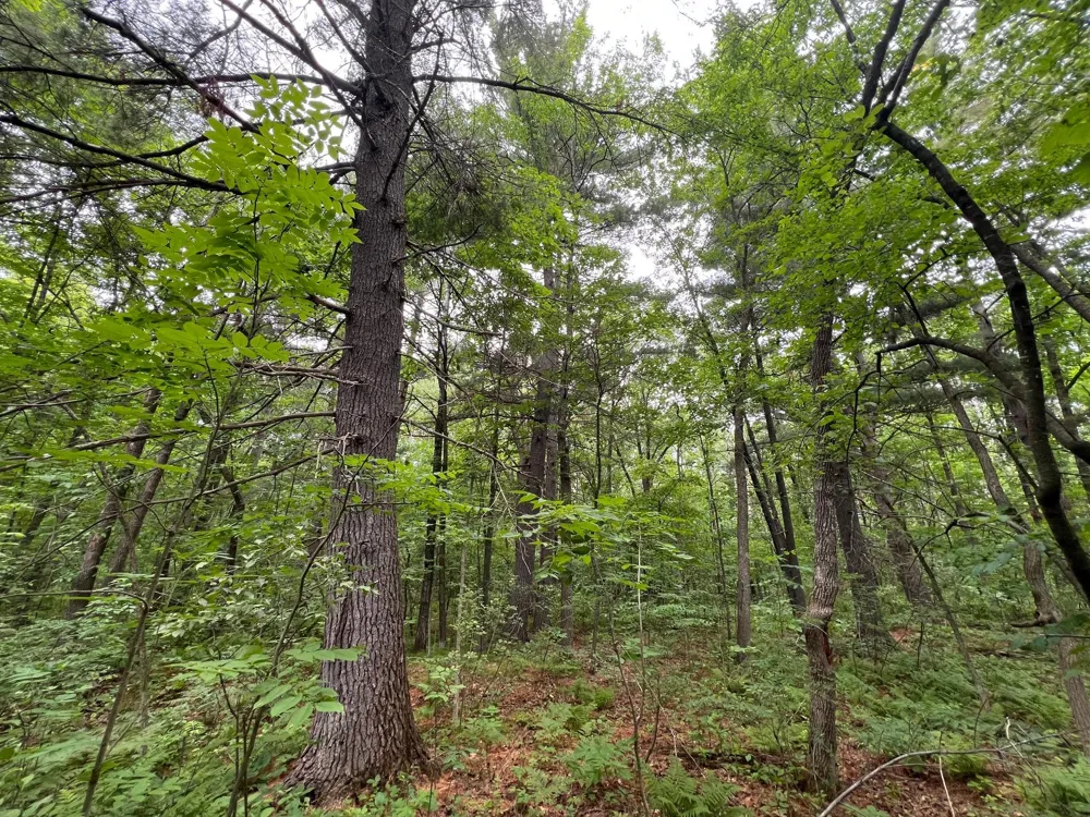 LOT 5 Wilderness Retreat Pine City, MN 55063
