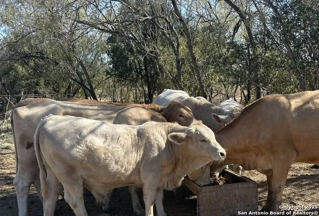 000 FM 1346 St Hedwig, TX 78152