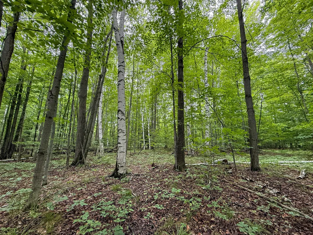 5070 W Sanborn Road Lake City, MI 49651