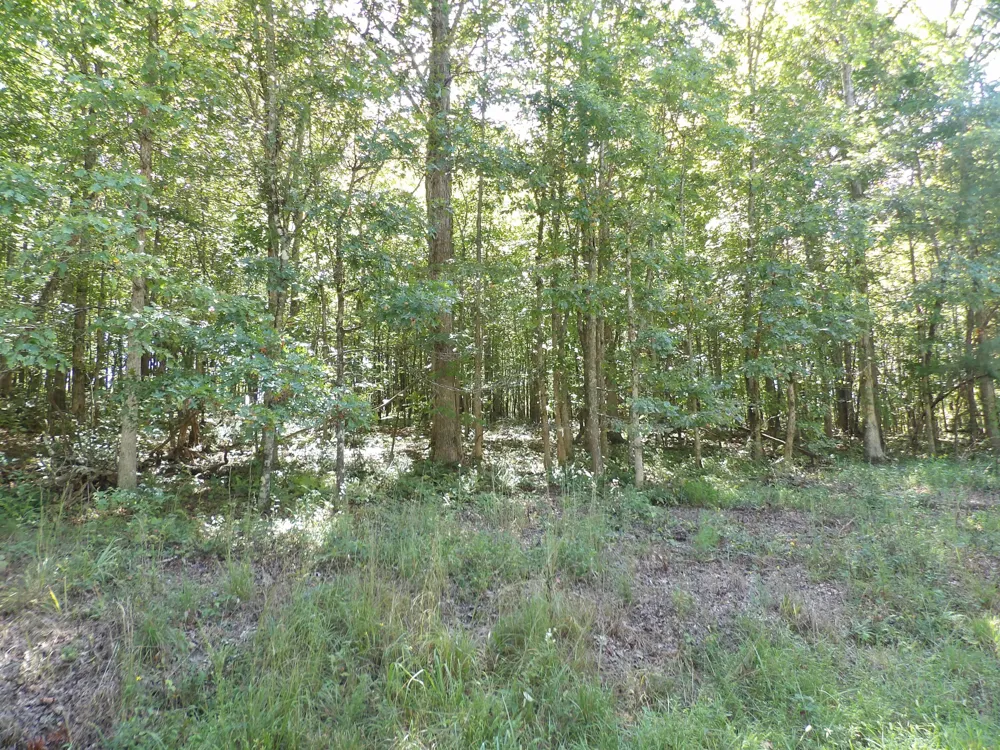 100 Summer City Road Evensville, TN 37332