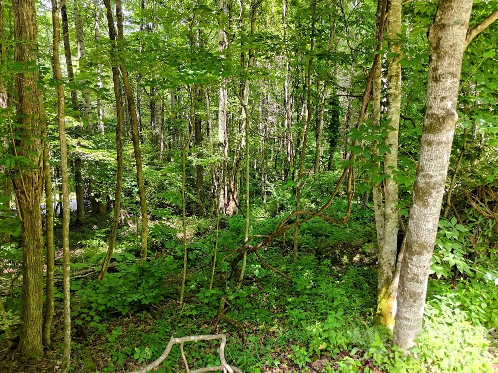 0 Serenity Mountain Road #108 Waynesville, NC 28786