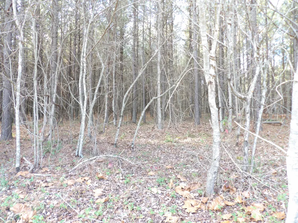 55 Summer City Road Evensville, TN 37332