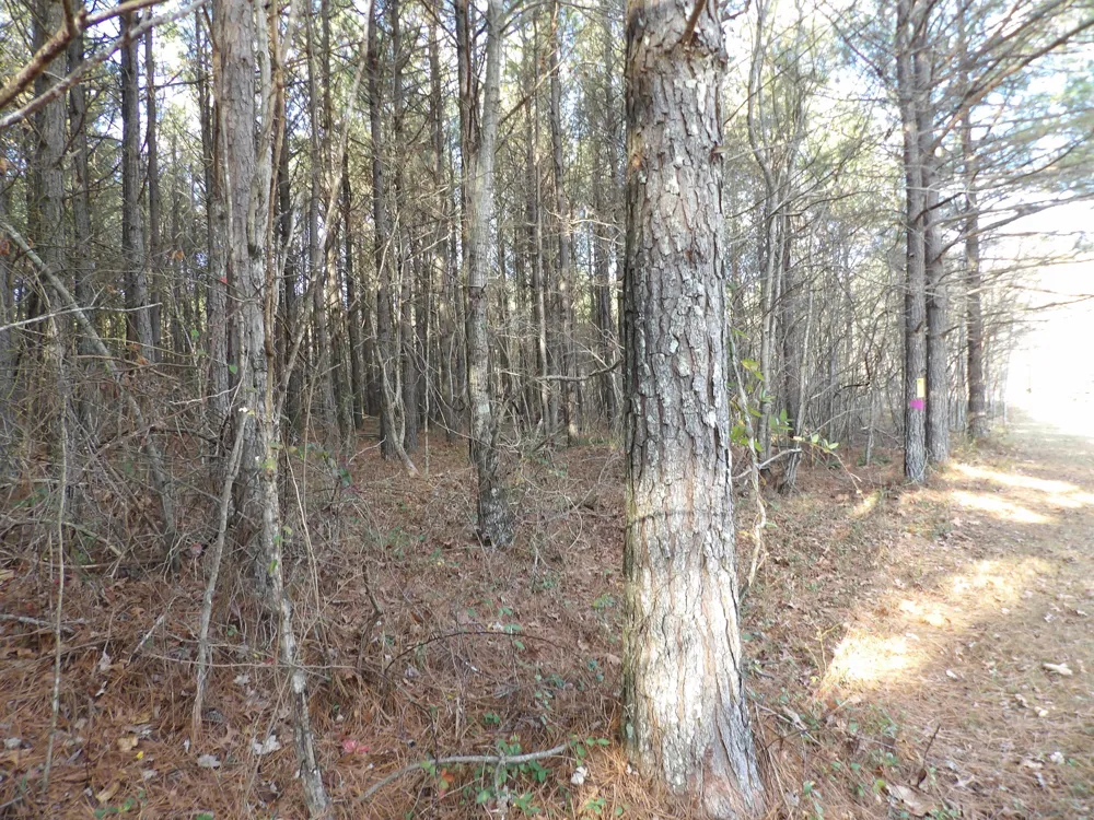 55 Summer City Road Evensville, TN 37332