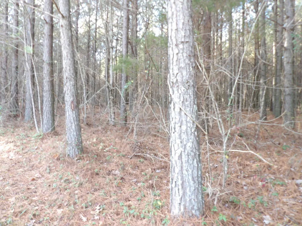 55 Summer City Road Evensville, TN 37332