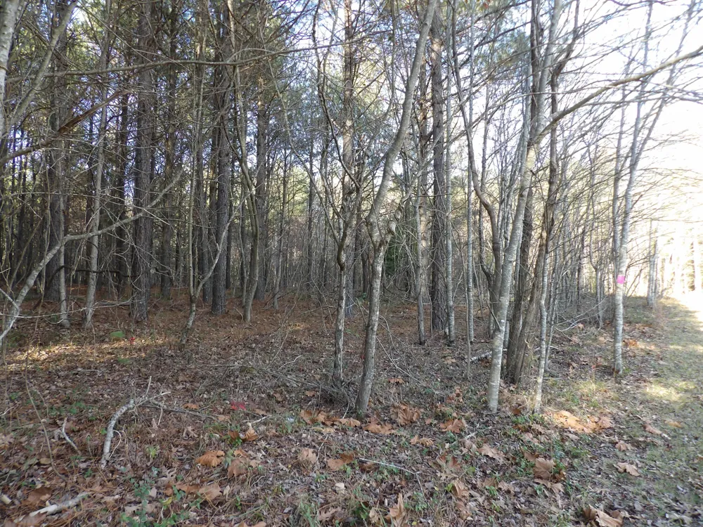 55 Summer City Road Evensville, TN 37332