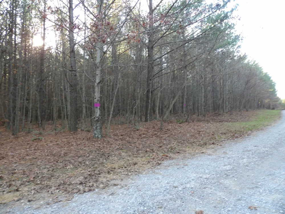 55 Summer City Road Evensville, TN 37332
