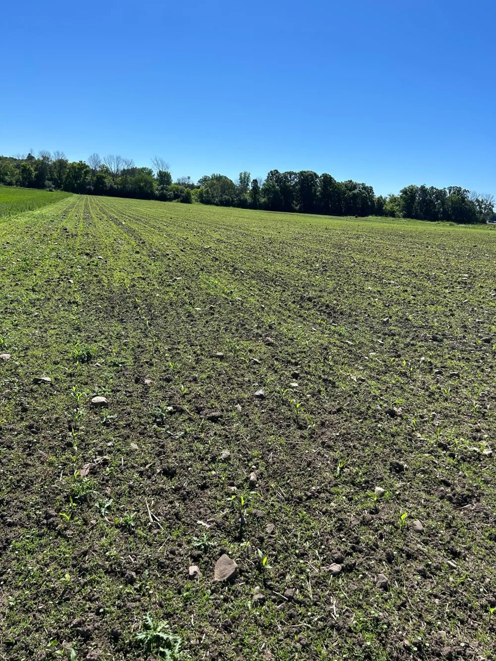 TBD Old Cty Rd B Woodville, WI 54028
