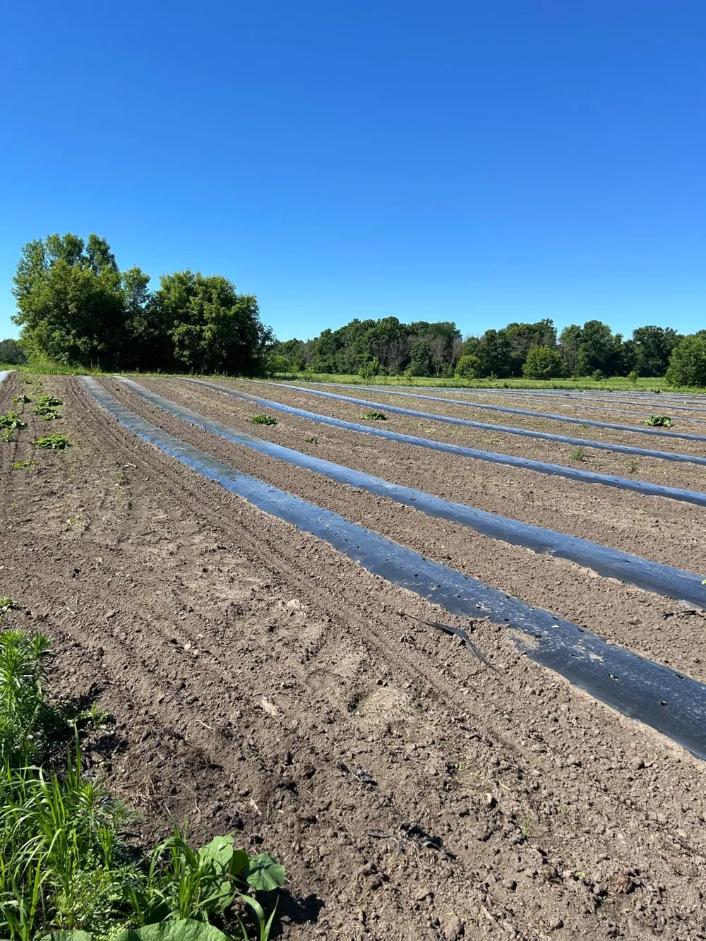 TBD Old Cty Rd B Woodville, WI 54028