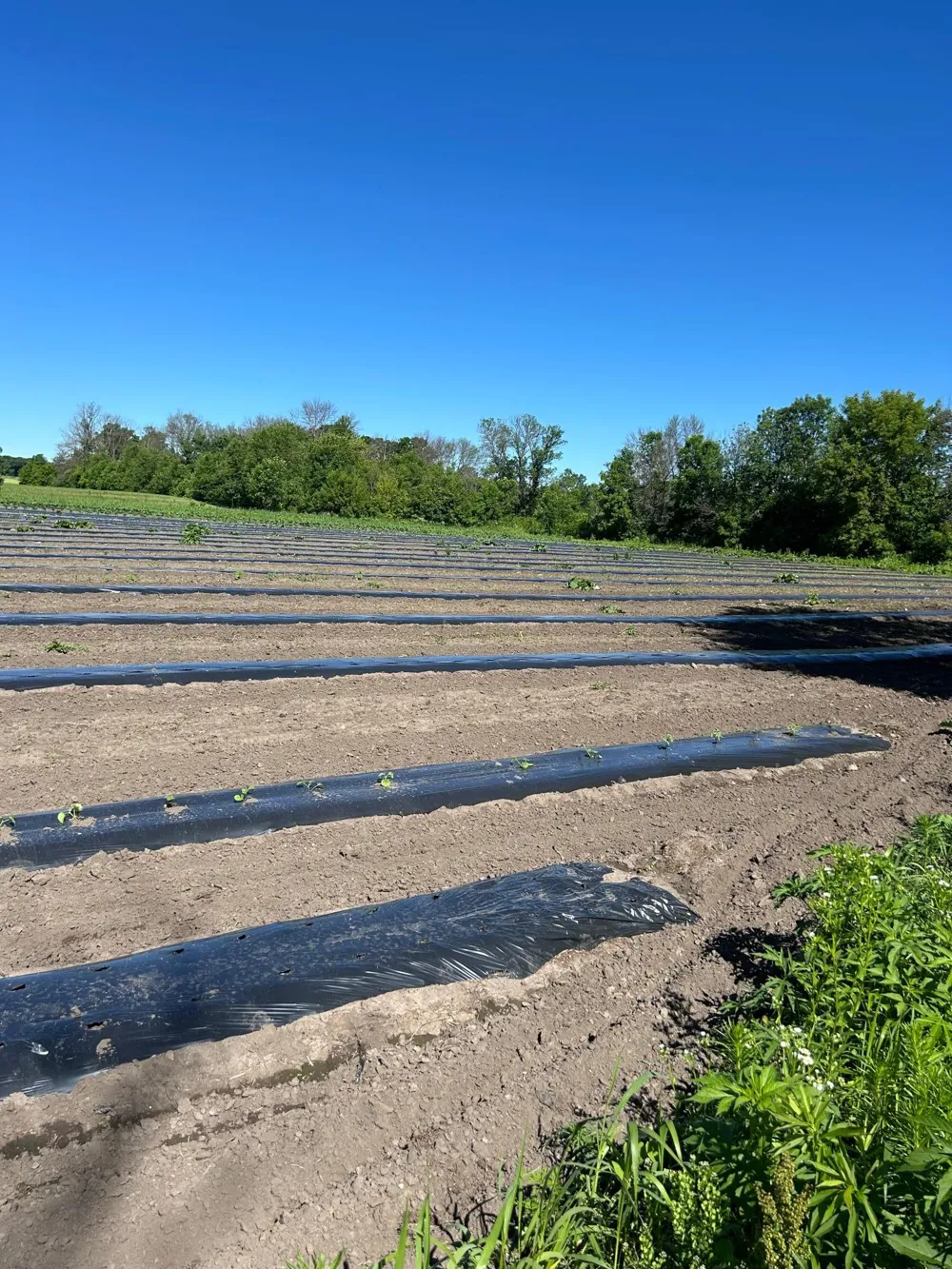 TBD Old Cty Rd B Woodville, WI 54028