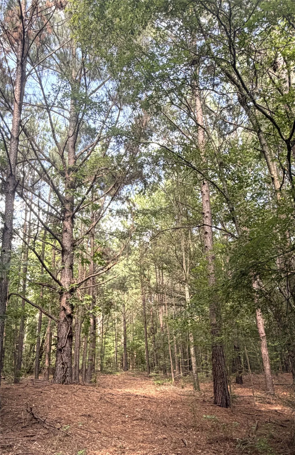CR 3230 ROAD Clarksville, TX 75426
