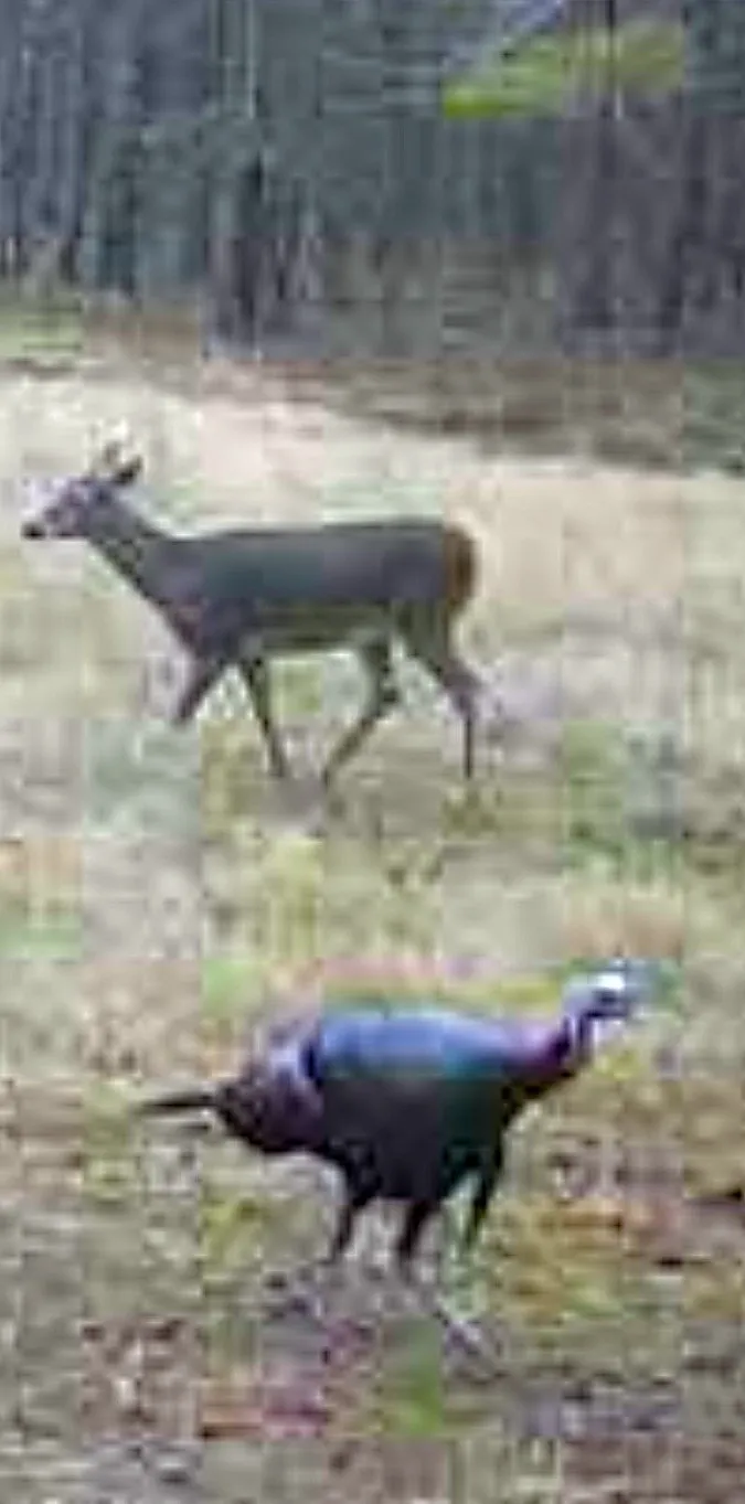 CR 3230 ROAD Clarksville, TX 75426