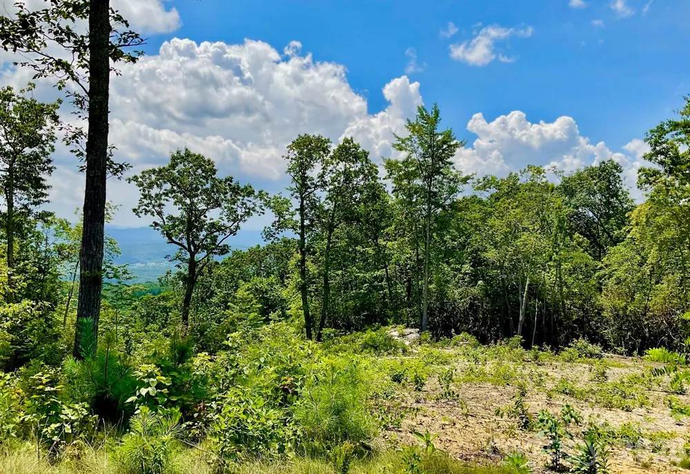 99999 Mountain Grove Lane #48 Fletcher, NC 28732