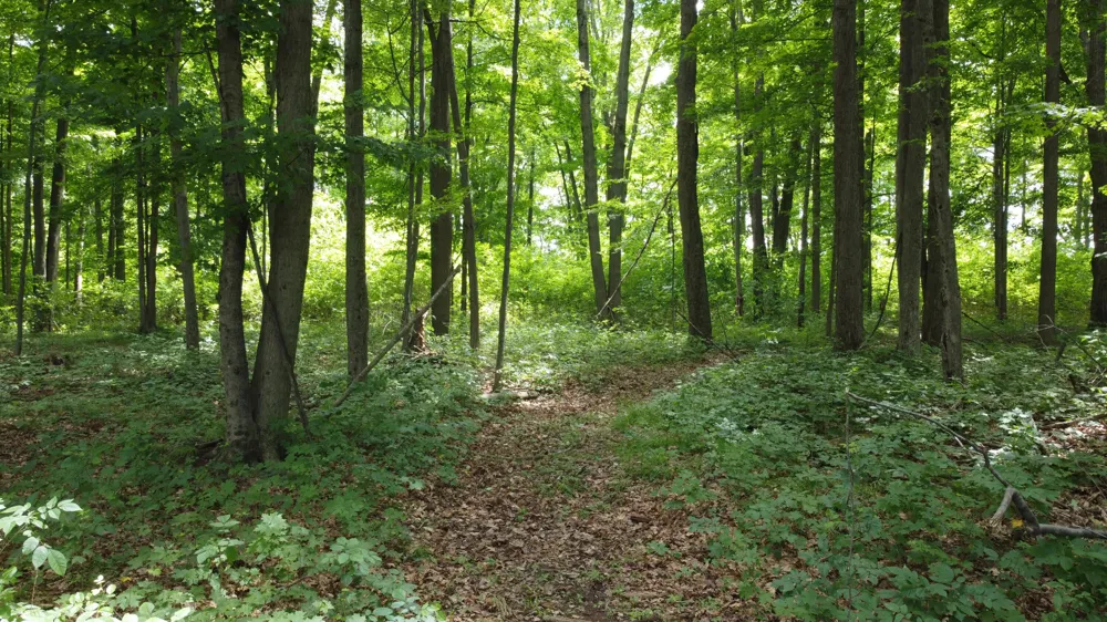 45th Ave Barryton, MI 49305